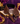 Wild Buckle Belt