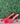 Hot Tropic Heels (8)
